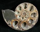 Sliced Hoploscaphites Brevis Ammonite - #12098-3